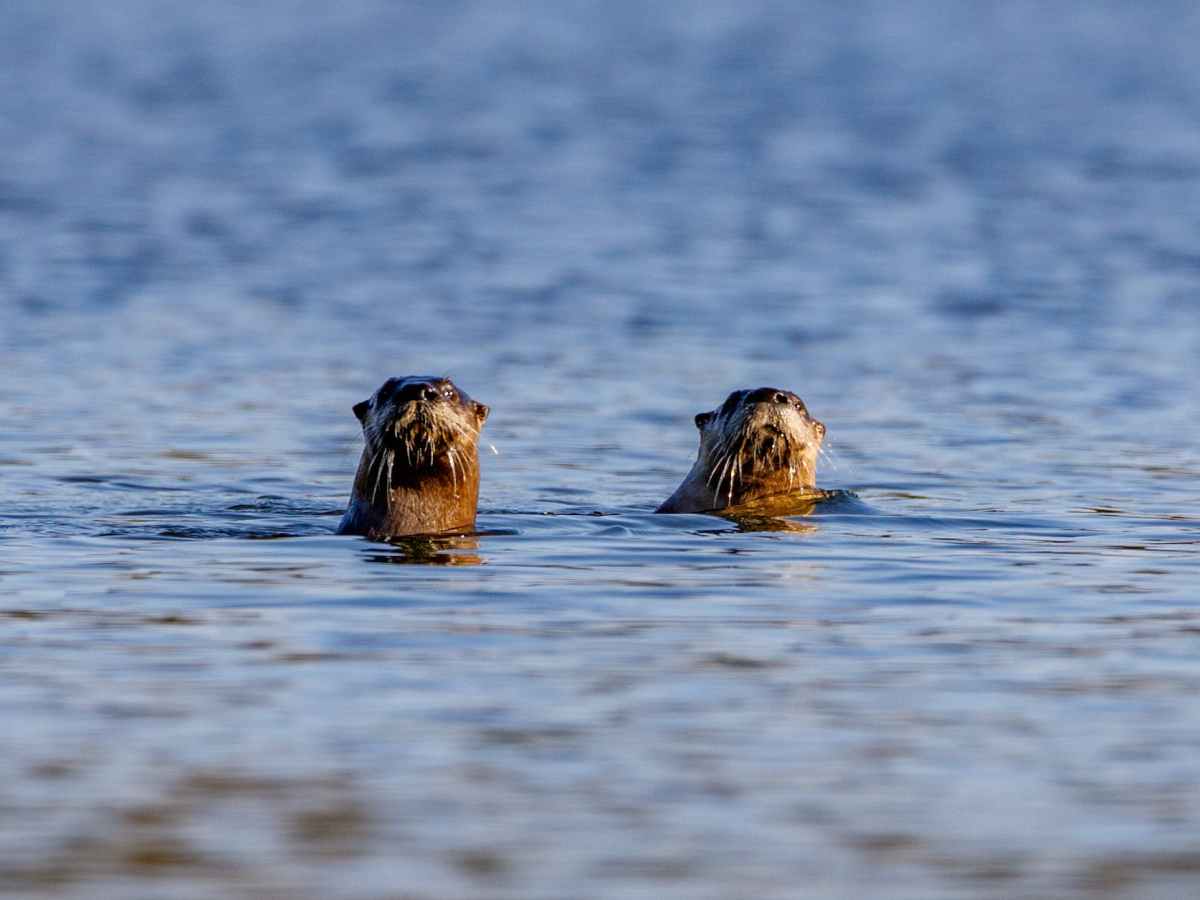 The proposal that&nbsp;wasn’t